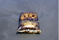 Rena Oil Spill Disaster, Tauranga, NZ