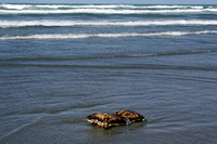 Rena Oil Spill Disaster, Tauranga, NZ