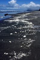 Rena Oil Spill Disaster, Tauranga, NZ