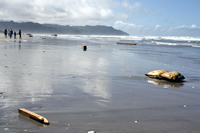 Rena Oil Spill Disaster, Tauranga, NZ