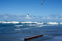 Rena Oil Spill Disaster, Tauranga, NZ