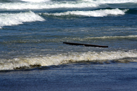 Rena Oil Spill Disaster, Tauranga, NZ