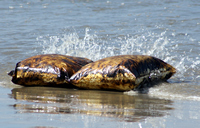Rena Oil Spill Disaster, Tauranga, NZ