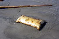 Rena Oil Spill Disaster, Tauranga, NZ
