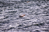 Rena Oil Spill Disaster, Tauranga, NZ