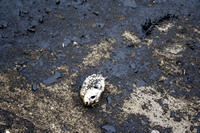 Rena Oil Spill Disaster, Tauranga, NZ