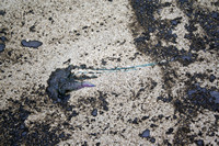 Rena Oil Spill Disaster, Tauranga, NZ