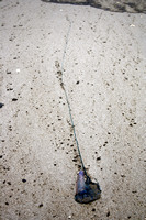 Rena Oil Spill Disaster, Tauranga, NZ
