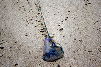 Rena Oil Spill Disaster, Tauranga, NZ