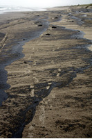 Rena Oil Spill Disaster, Tauranga, NZ