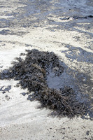 Rena Oil Spill Disaster, Tauranga, NZ