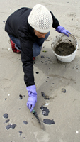 Rena Oil Spill Disaster, Tauranga, NZ