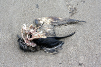 Rena Oil Spill Disaster, Tauranga, NZ