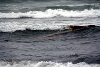 Rena Oil Spill Disaster, Tauranga, NZ