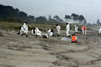 Rena Oil Spill Disaster, Tauranga, NZ