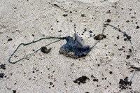 Rena Oil Spill Disaster, Tauranga, NZ