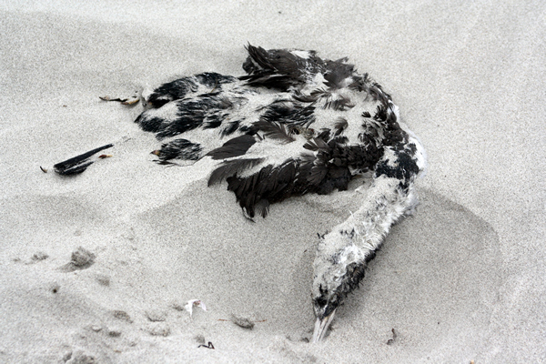 Rena Disaster, Oil Spill, Tauranga, New Zealand