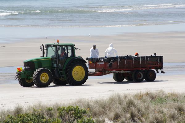 Rena Disaster, Oil Spill, Tauranga, New Zealand