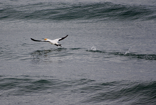 Rena Disaster, Oil Spill, Tauranga, New Zealand