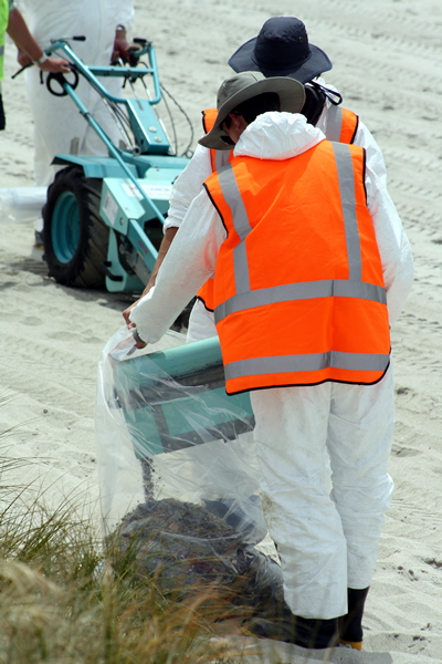 Rena Disaster, Oil Spill, Tauranga, New Zealand