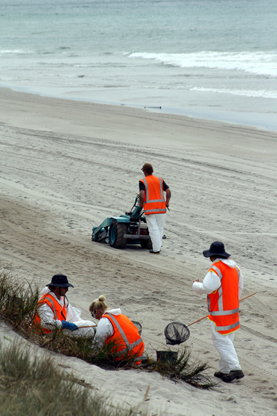 Rena Disaster, Oil Spill, Tauranga, New Zealand