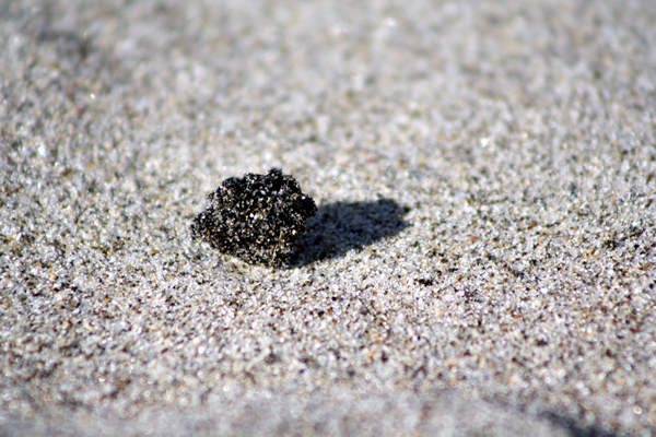 Rena Disaster, Oil Spill, Tauranga, New Zealand