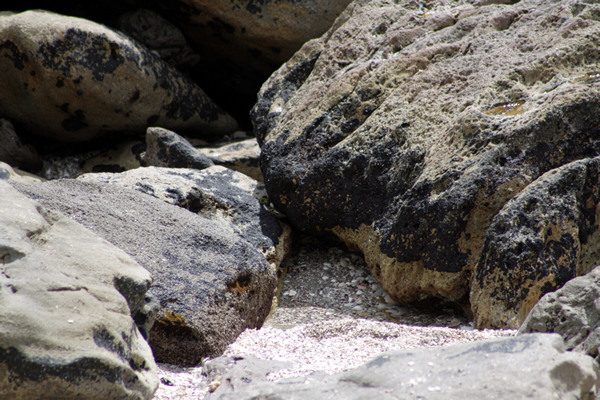 Rena Disaster, Oil Spill, Tauranga, New Zealand