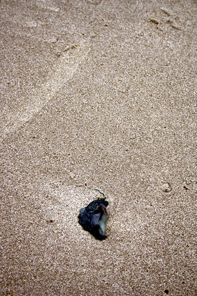 Rena Disaster, Oil Spill, Tauranga, New Zealand