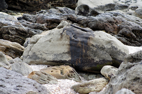 Rena Disaster, Oil Spill, Tauranga, New Zealand