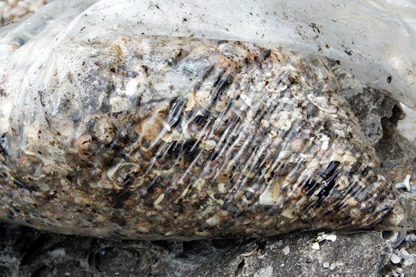 Rena Disaster, Oil Spill, Tauranga, New Zealand