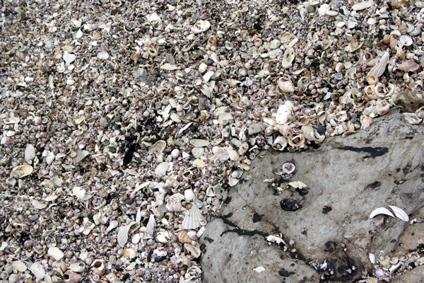 Rena Disaster, Oil Spill, Tauranga, New Zealand
