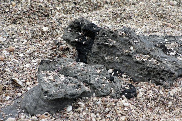 Rena Disaster, Oil Spill, Tauranga, New Zealand