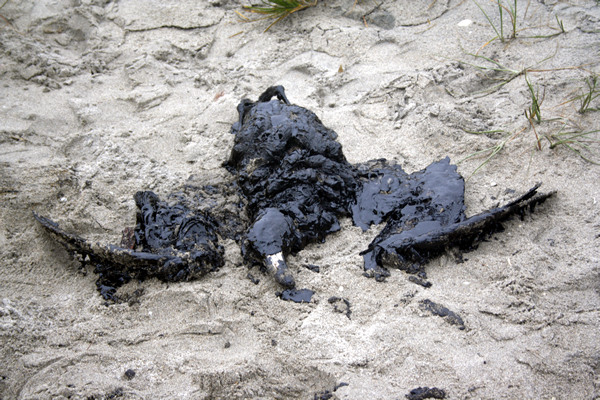 Rena Disaster, Oil Spill, Tauranga, New Zealand