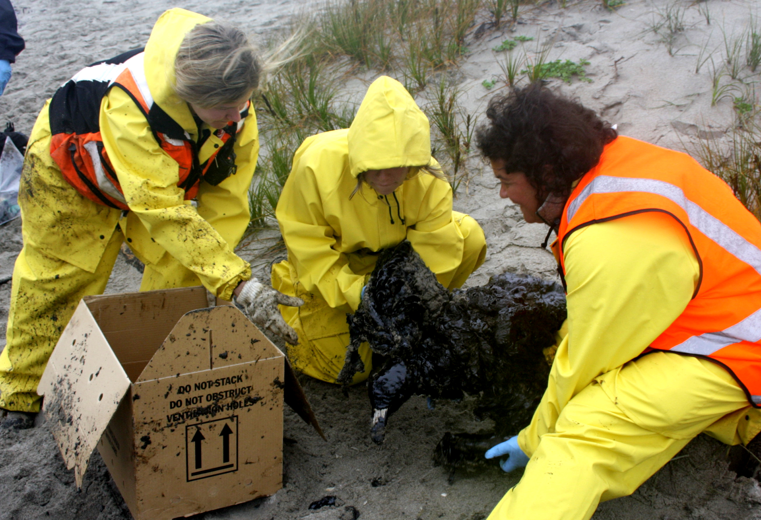 Rena Disaster, Oil Spill, Tauranga, New Zealand