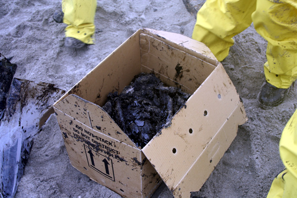 Rena Disaster, Oil Spill, Tauranga, New Zealand