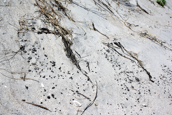 Richard Moore, On Papamoa Beach, Rena Disaster, Oil Spill, Tauranga, New Zealand