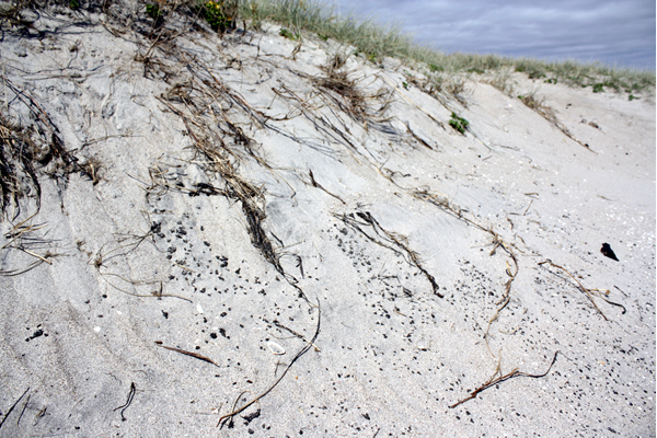 Richard Moore, On Papamoa Beach, Rena Disaster, Oil Spill, Tauranga, New Zealand