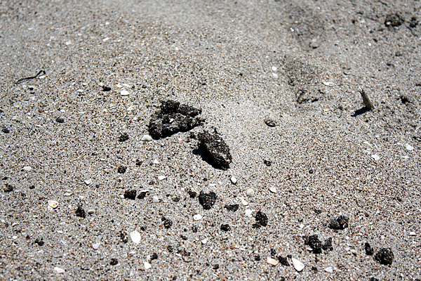 Richard Moore, On Papamoa Beach, Rena Disaster, Oil Spill, Tauranga, New Zealand