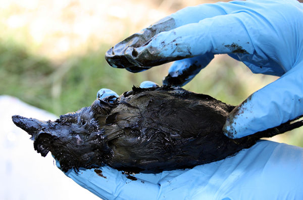 Oil Cleanup, Papamoa Beach, Rena Disaster, Oil Spill, Tauranga, New Zealand