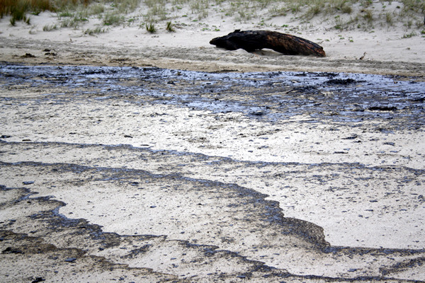 Rena Disaster, Oil Spill, Tauranga, New Zealand