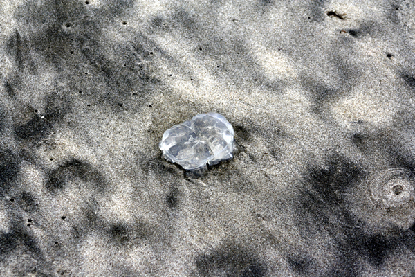  Papamoa Beach, Rena Disaster, Oil Spill, Tauranga, New Zealand