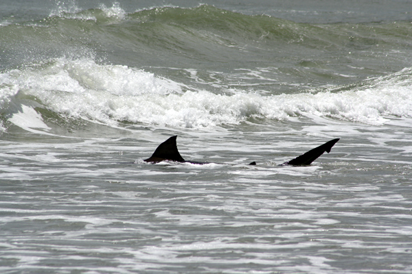  Papamoa Beach, Rena Disaster, Oil Spill, Tauranga, New Zealand