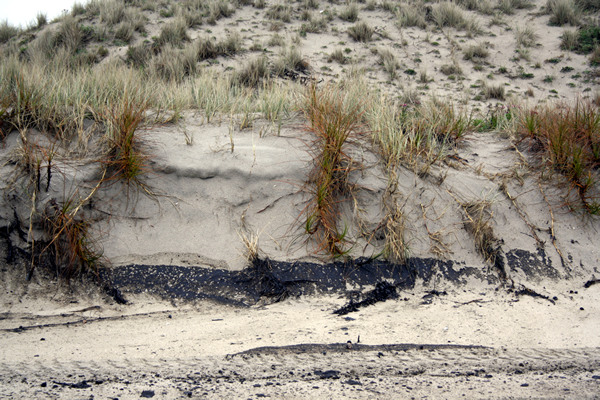 Rena Disaster, Oil Spill, Tauranga, New Zealand