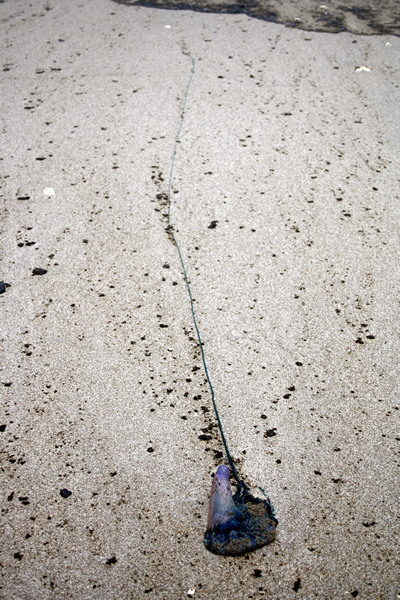 Rena Disaster, Oil Spill, Tauranga, New Zealand