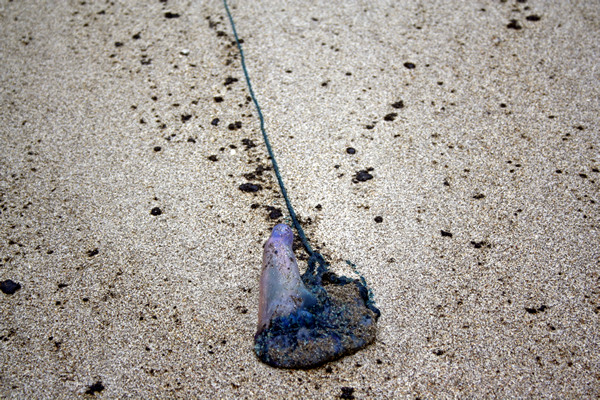 Rena Disaster, Oil Spill, Tauranga, New Zealand