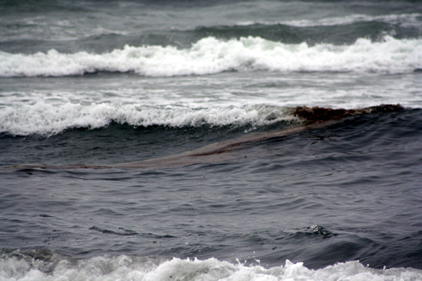 Rena Disaster, Oil Spill, Tauranga, New Zealand