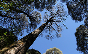 Victoria : Australia : Travel :  Photos : Richard Moore : Photographer