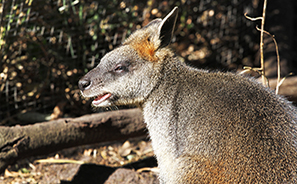 Victoria : Australia : Travel :  Photos : Richard Moore : Photographer