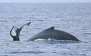 Cook Islands : Travel : New Zealand :  Photos : Richard Moore : Photographer